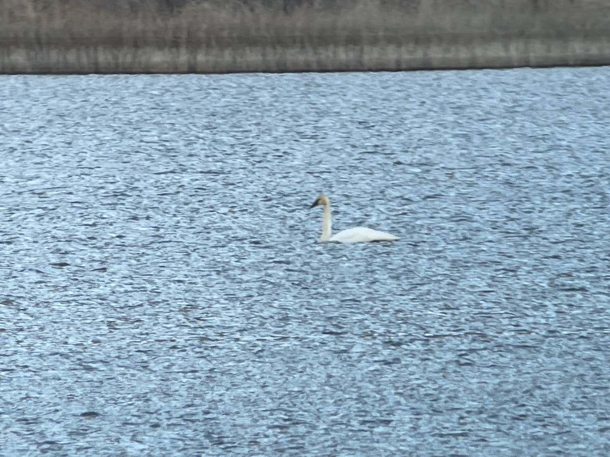 Trumpeter Swan - Chris Howard