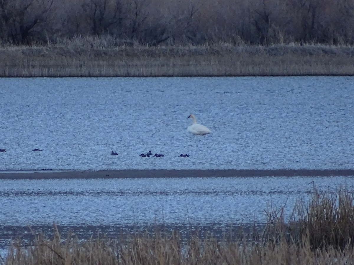 Trumpeter Swan - ML532139021