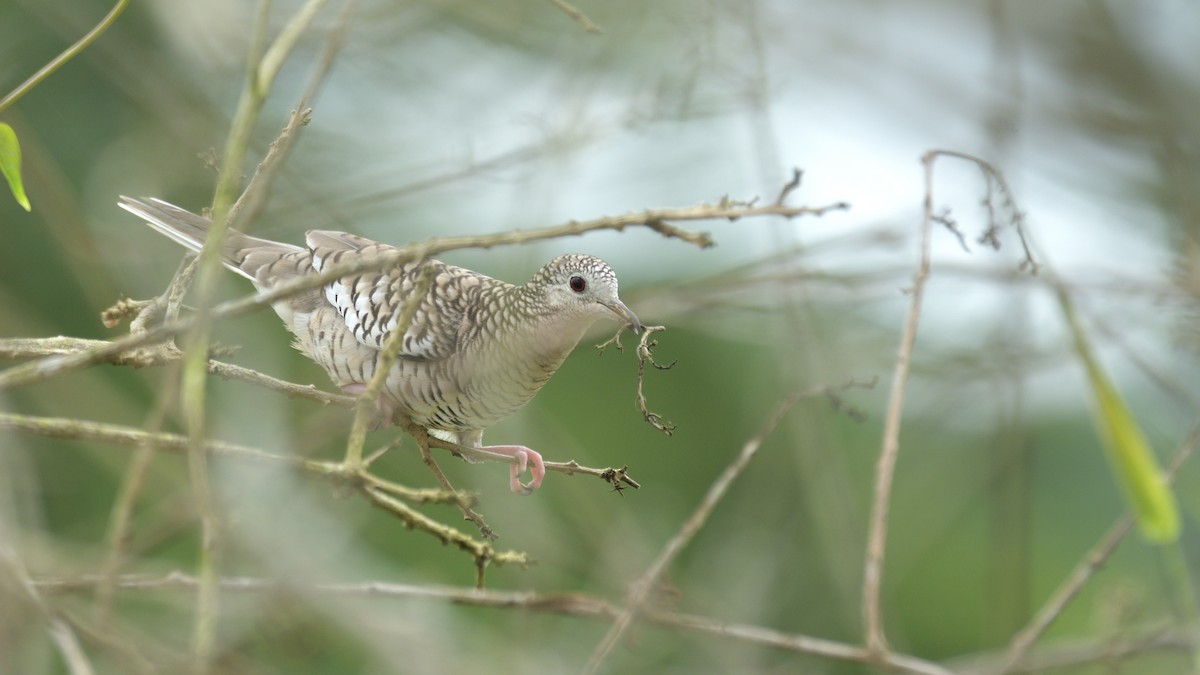 Scaled Dove - ML532139221