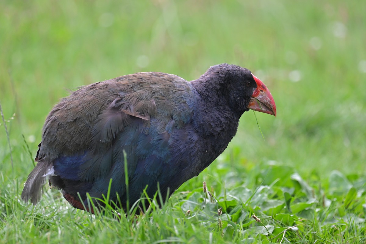 South Island Takahe - ML532139231