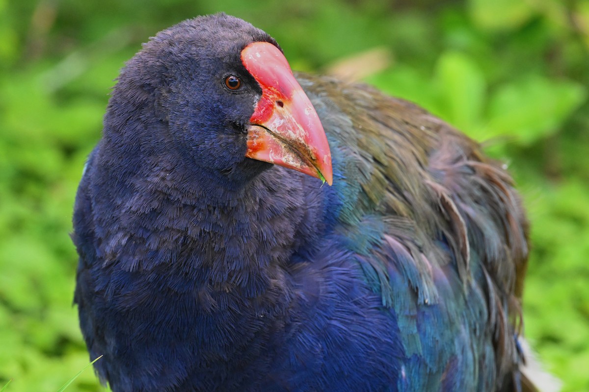 South Island Takahe - ML532139261