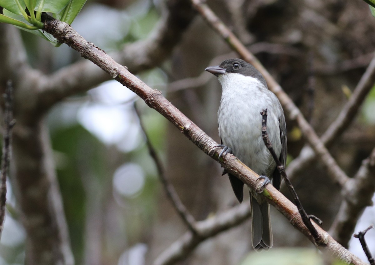 Puerto Rican Tanager - ML532139541