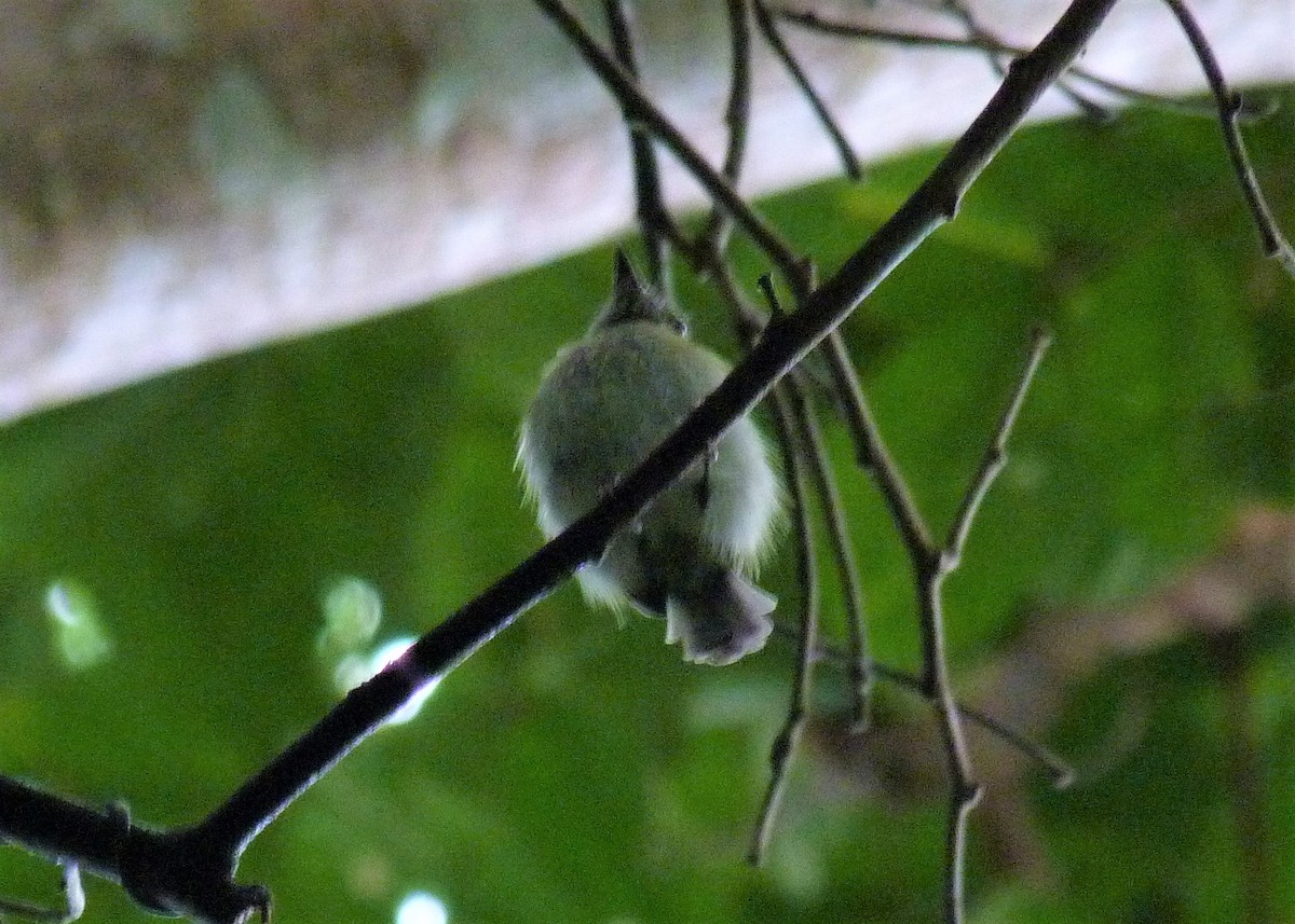 White-bellied Tody-Tyrant - ML532139831