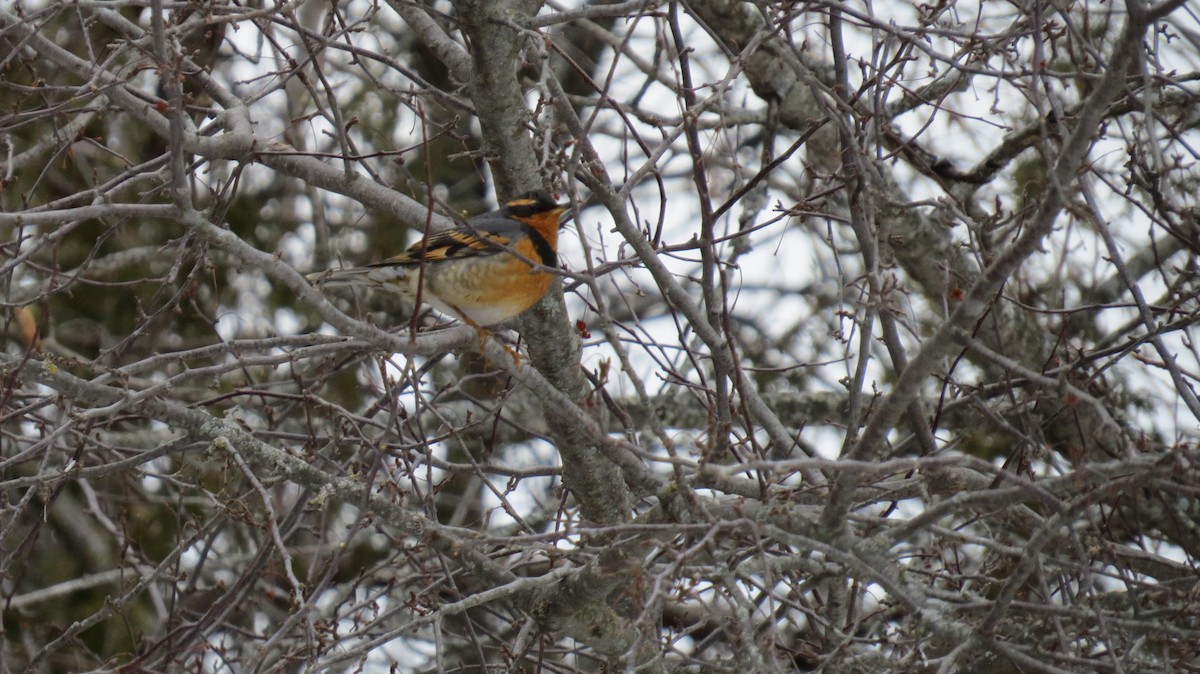 Varied Thrush - ML532141191