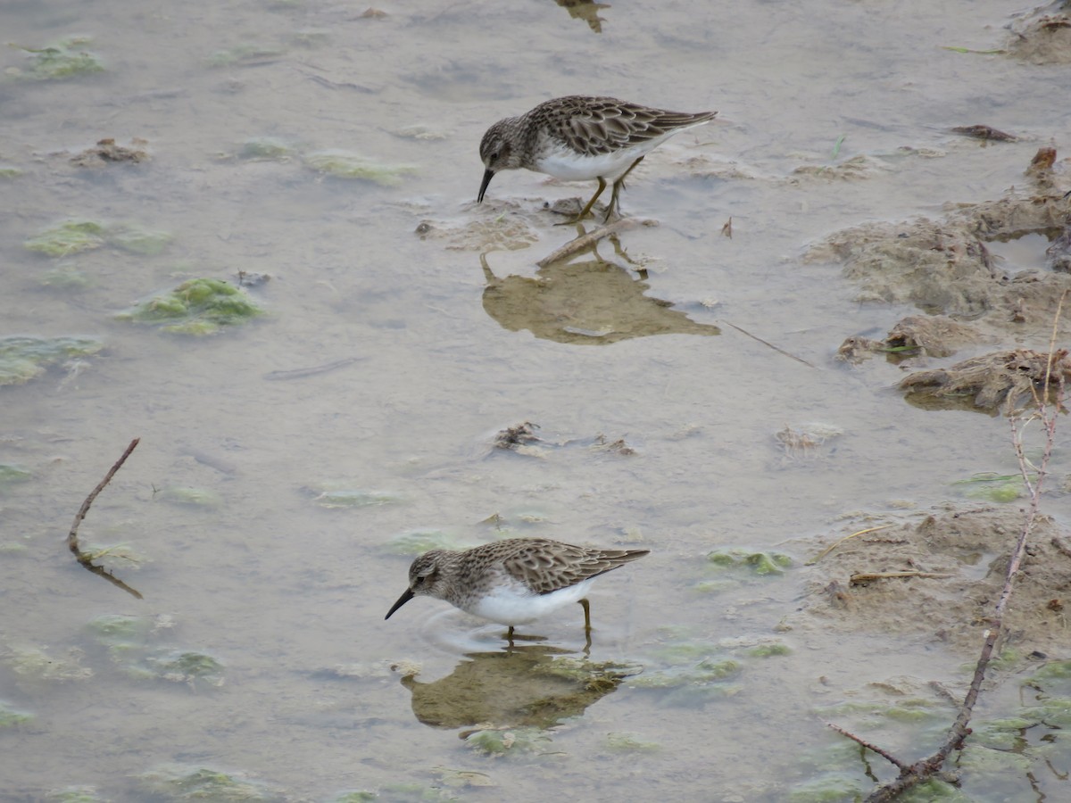 Least Sandpiper - ML532141331