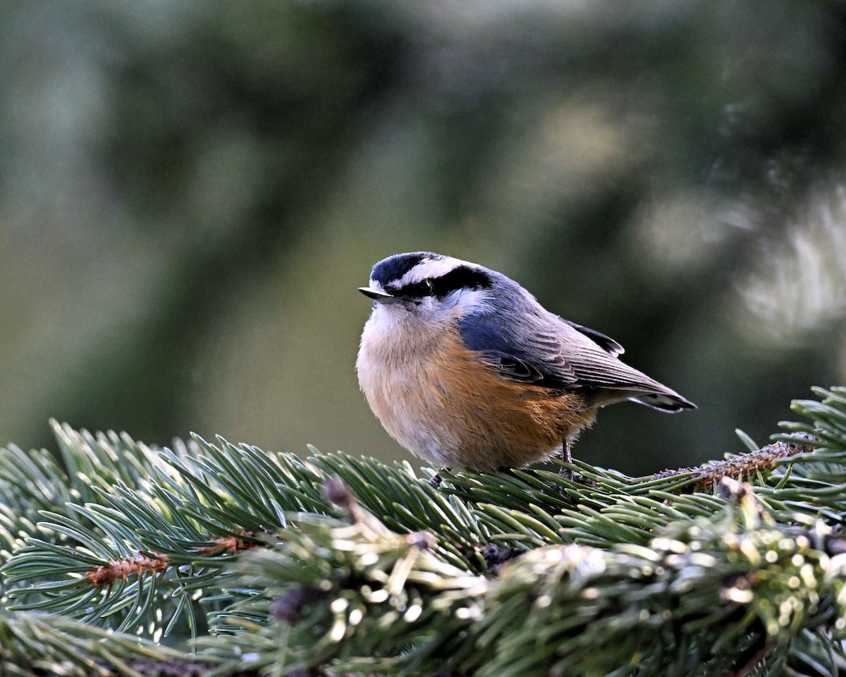 Red-breasted Nuthatch - ML532141341