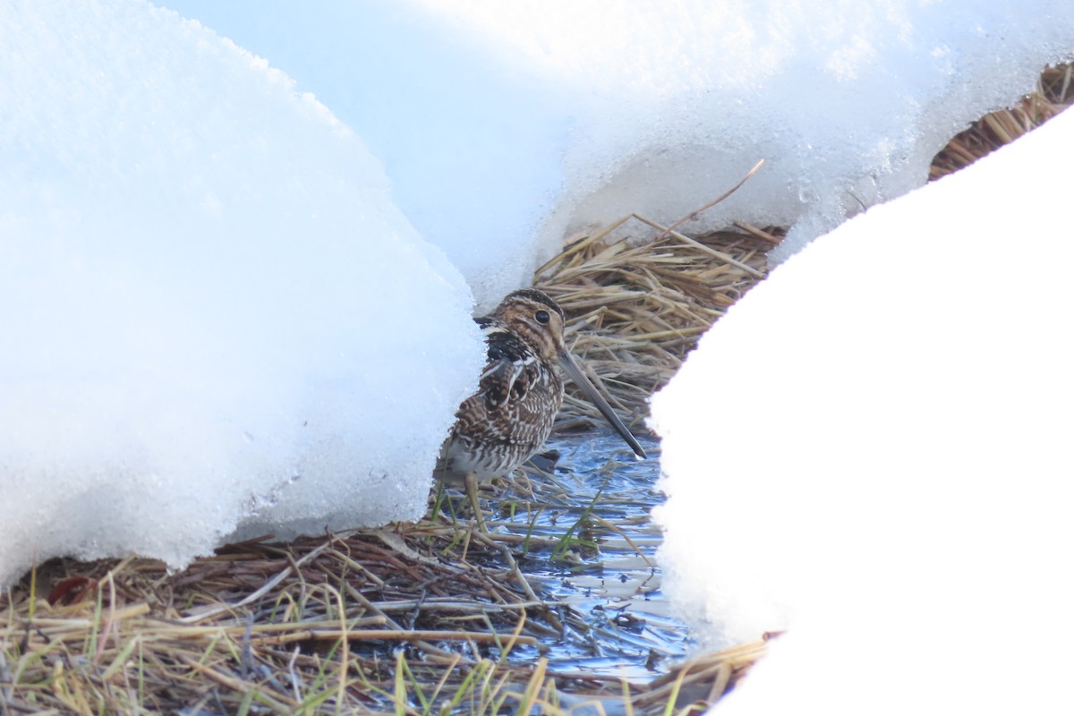 Wilson's Snipe - ML532142181