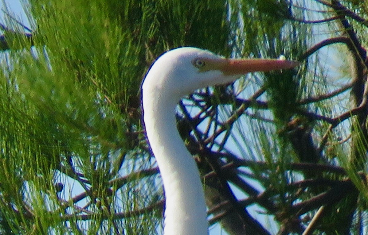 Plumed Egret - Tony Willis