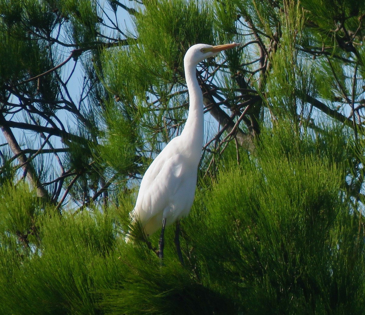 Plumed Egret - Tony Willis