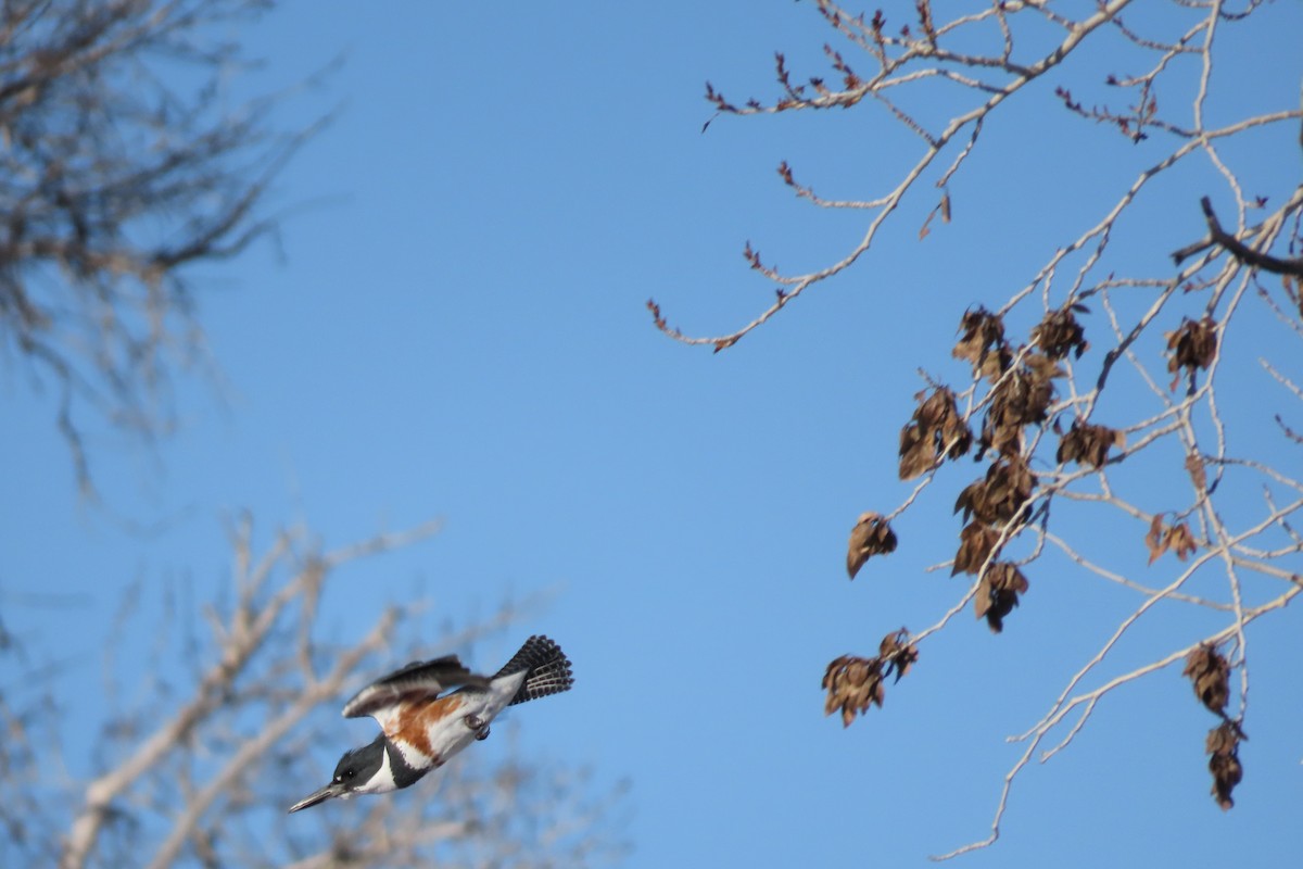 Belted Kingfisher - ML532143081