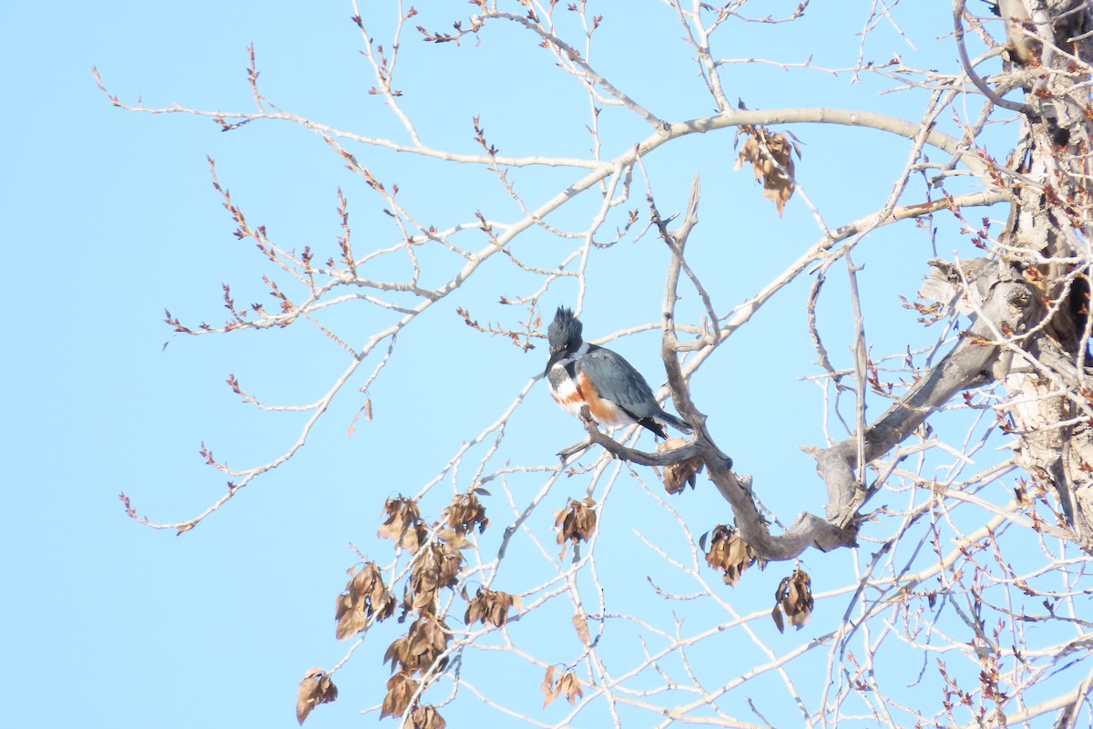 Belted Kingfisher - ML532143281