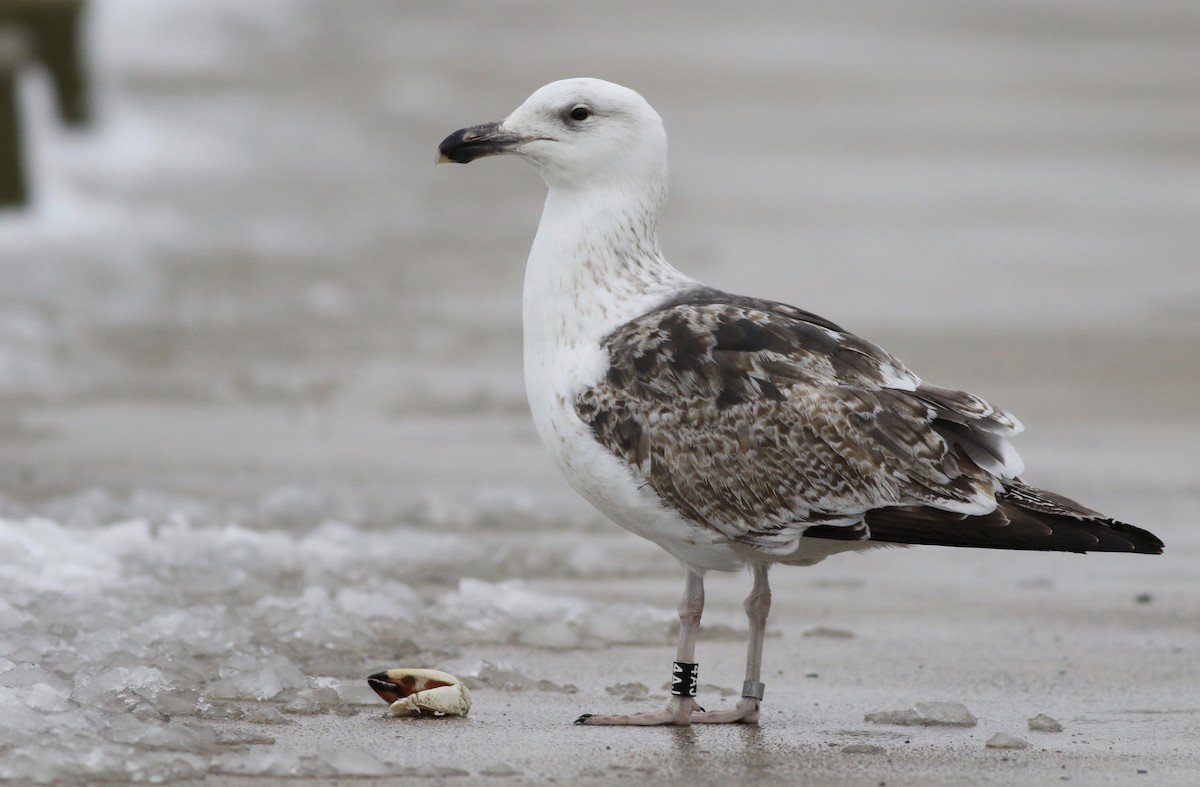 Great Black-backed Gull - Max McCarthy