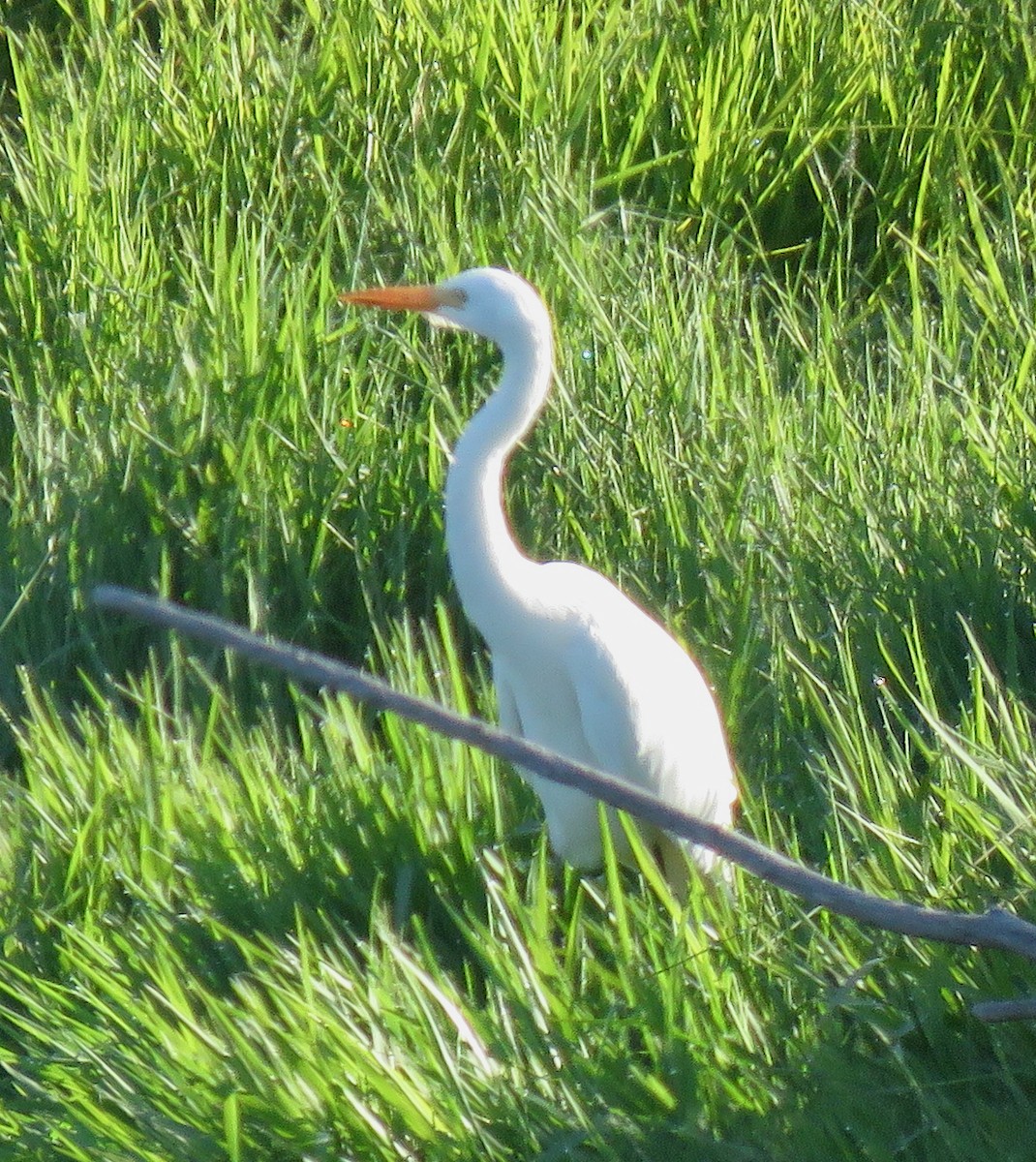 Plumed Egret - Tony Willis