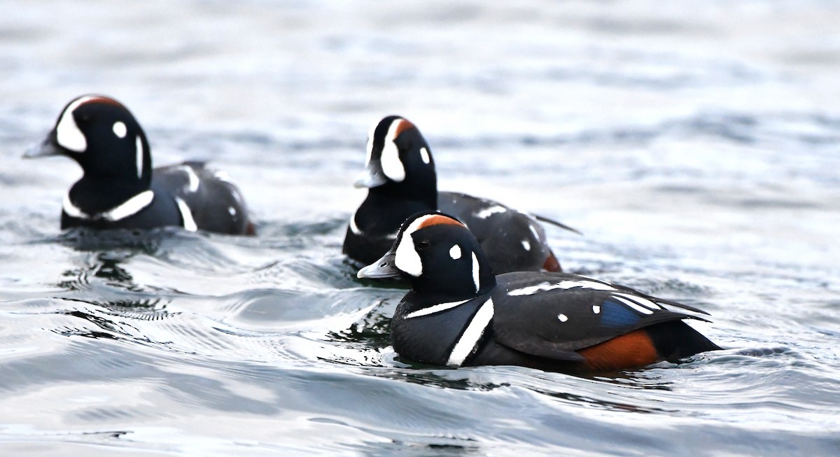 Harlequin Duck - ML532143801