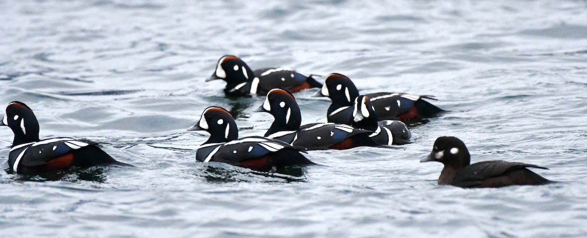 Harlequin Duck - ML532143811