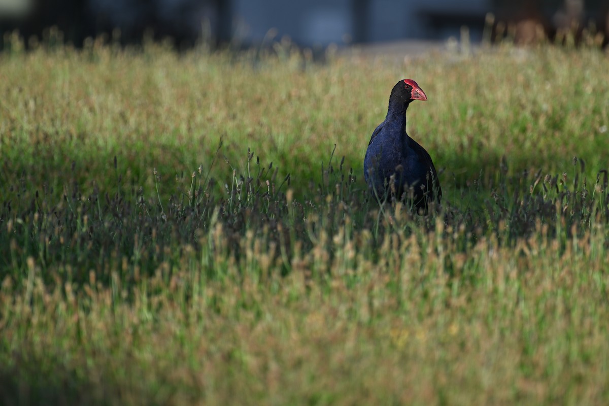 Australasian Swamphen - ML532144461