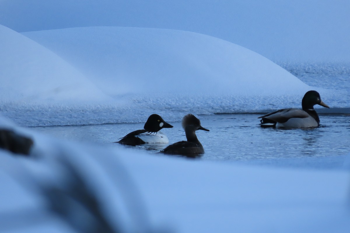 Common Goldeneye - ML532144621