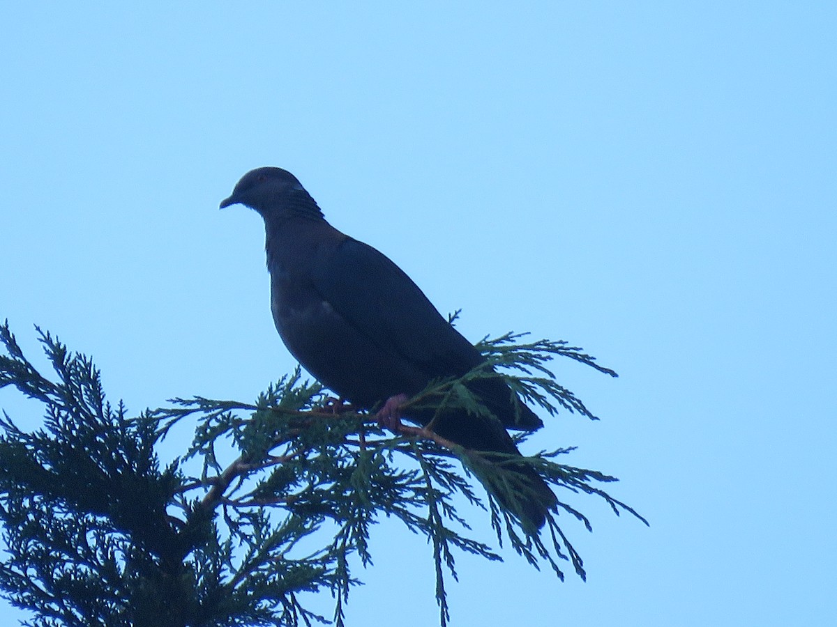 Pigeon du Chili - ML532145851