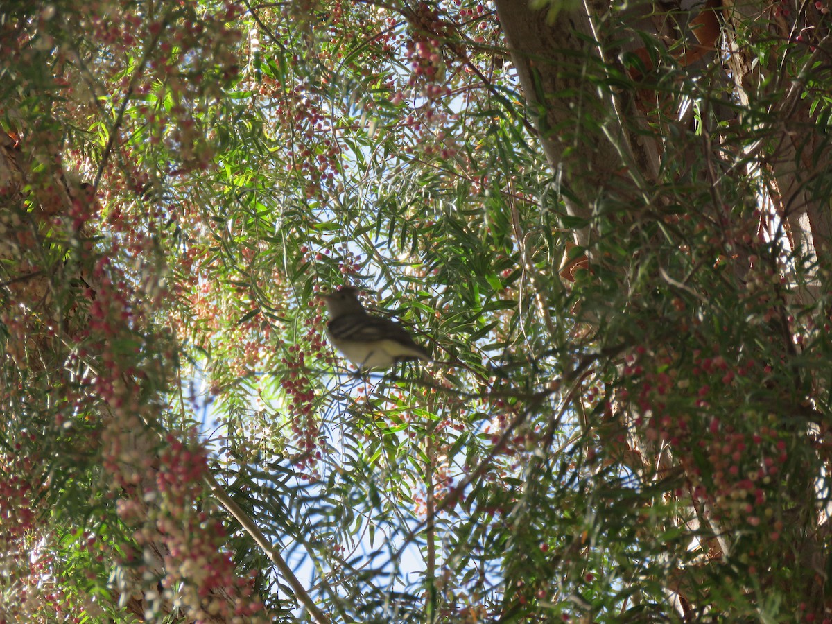 White-crested Elaenia - ML532146561