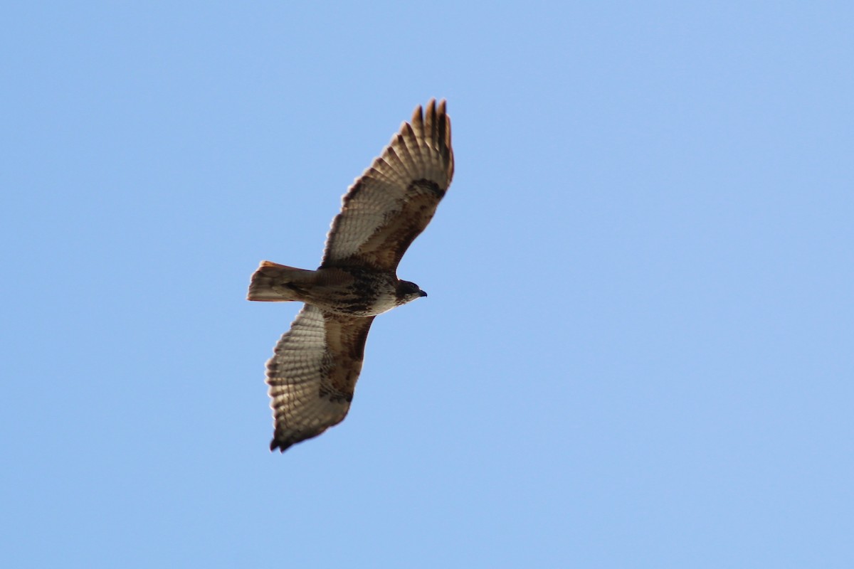 Red-tailed Hawk - ML532147021