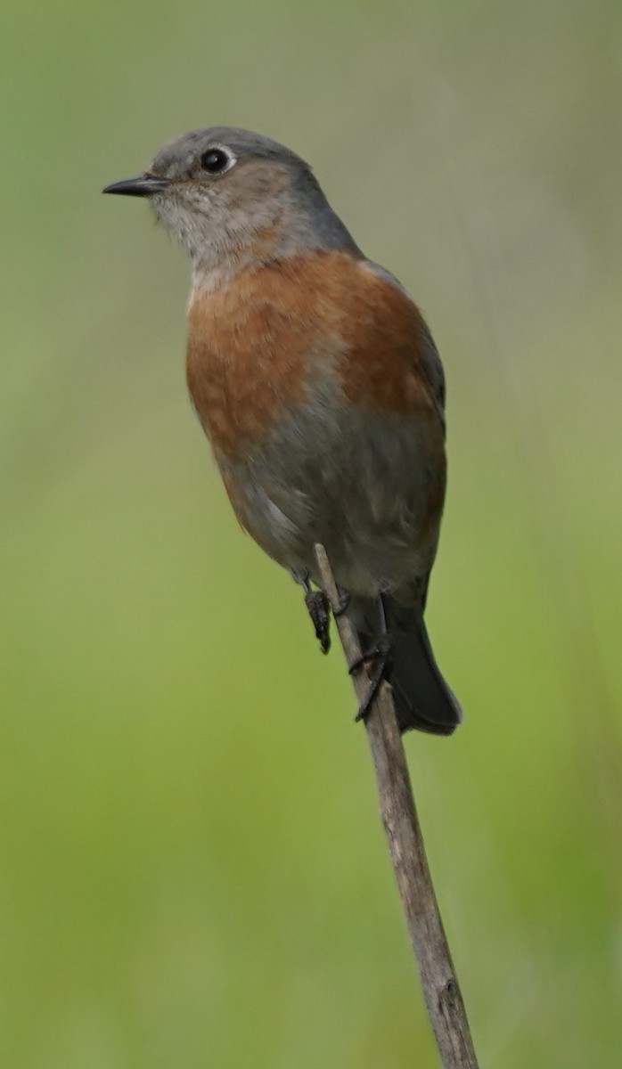 Western Bluebird - Marcia Lincoln