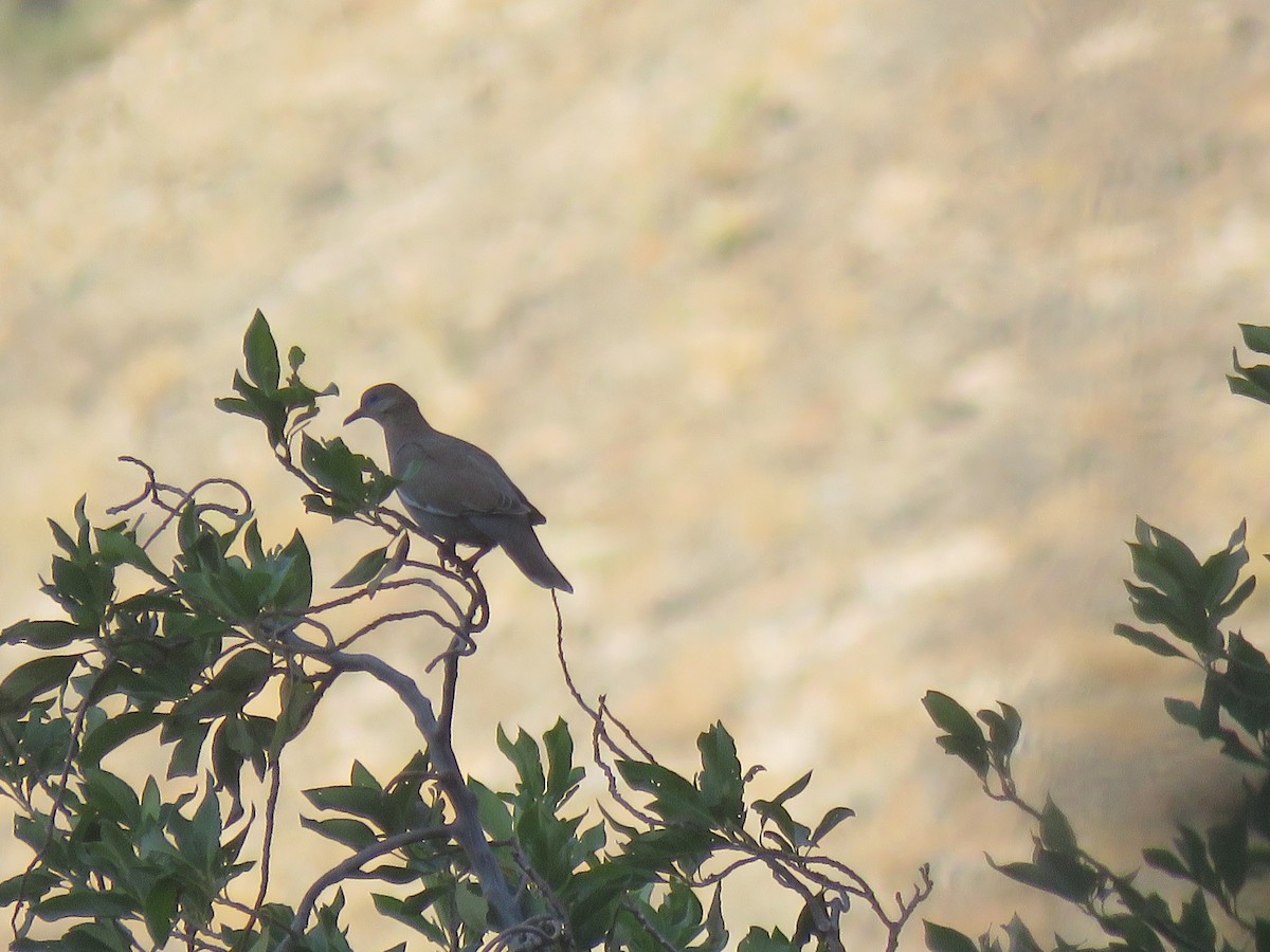 West Peruvian Dove - ML532147221