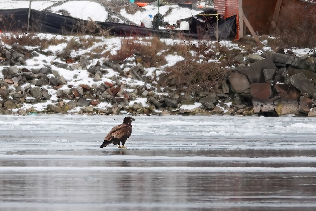 Bald Eagle - ML532147691