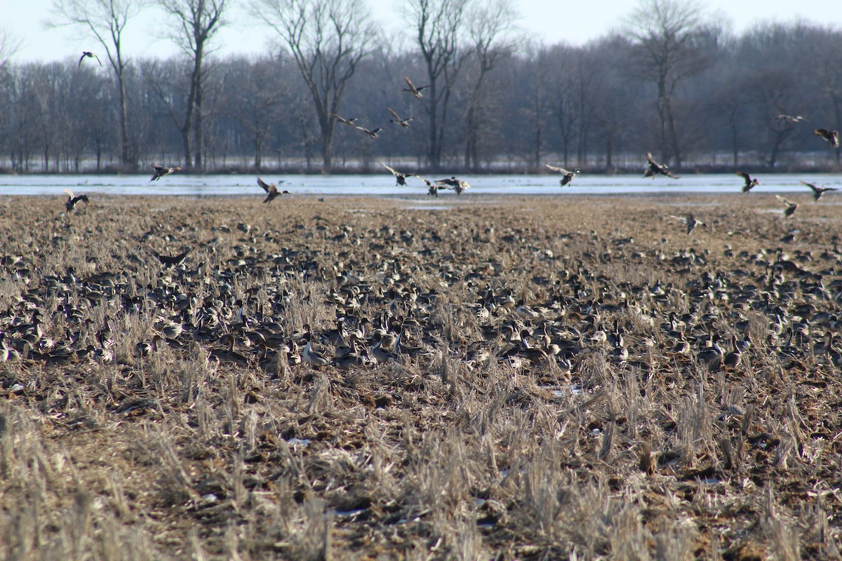 Northern Pintail - ML532148441