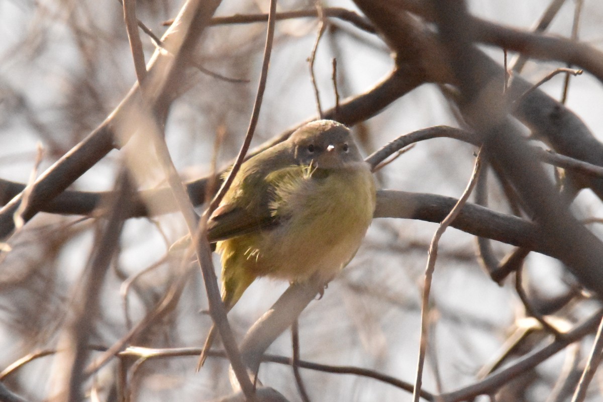 Orange-crowned Warbler - ML532150091