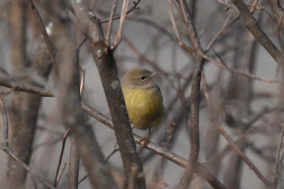 Orange-crowned Warbler - ML532150101