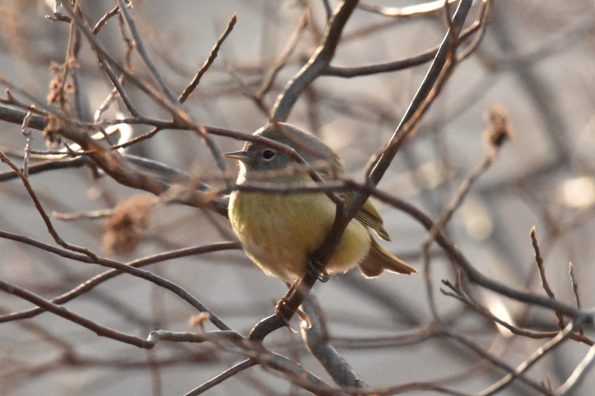 Orange-crowned Warbler - ML532150111