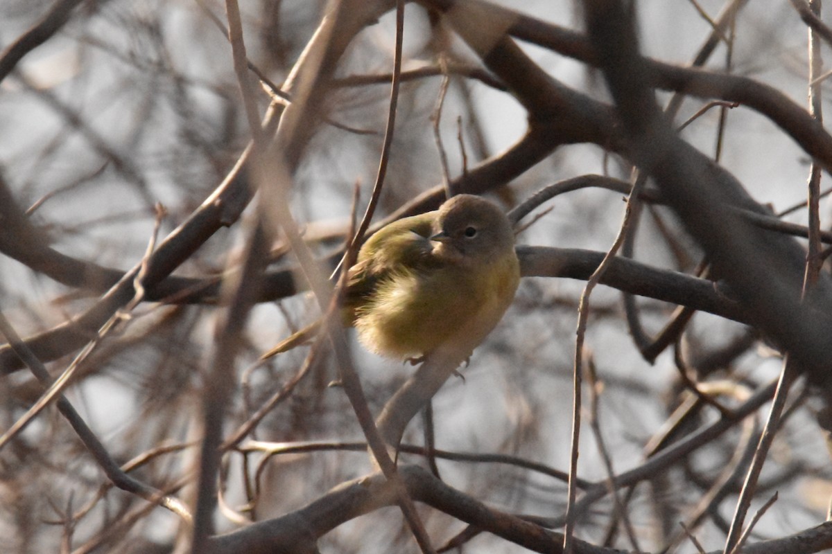 Orange-crowned Warbler - ML532150121