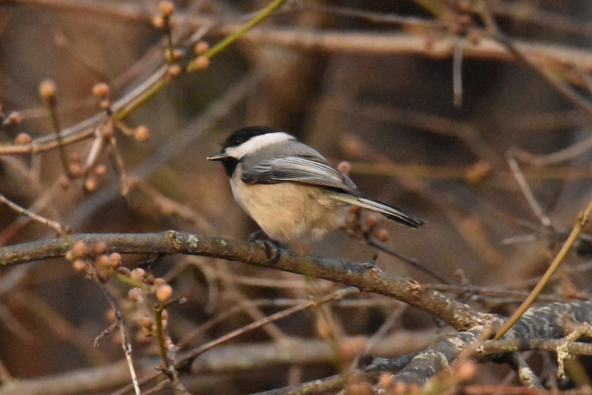 Black-capped Chickadee - ML532150461