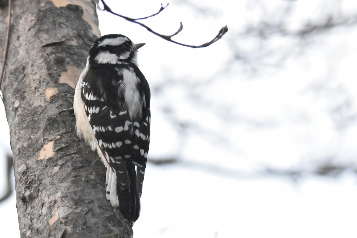 Downy Woodpecker - Tim Ellis