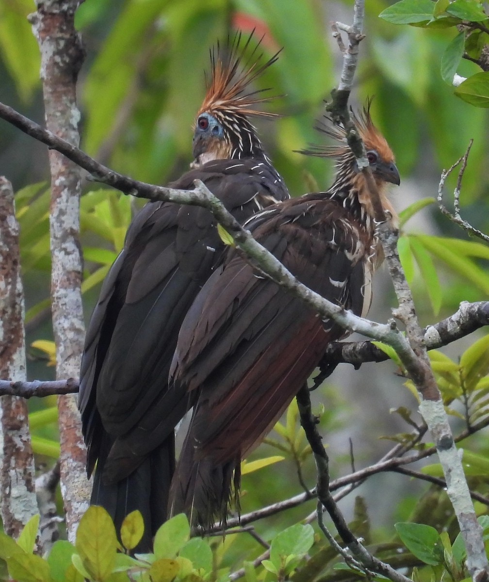 Hoatzin - Lauri Taylor