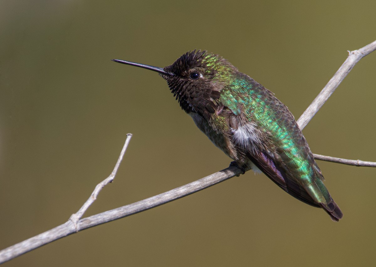 Anna's Hummingbird - ML532152841