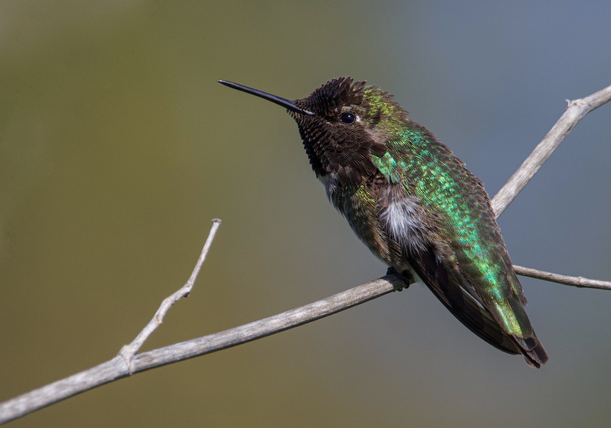 Anna's Hummingbird - ML532152851