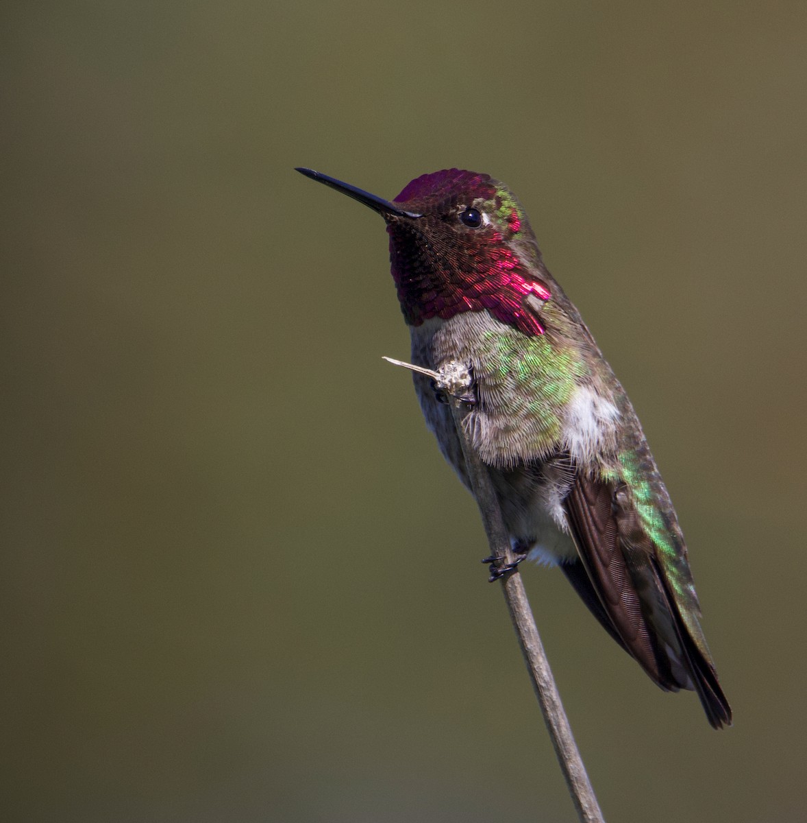 Anna's Hummingbird - ML532152861