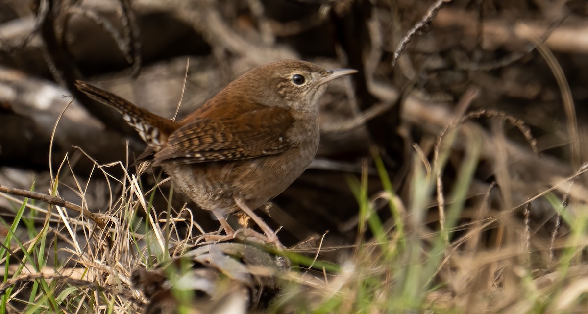 Northern House Wren - ML532153231