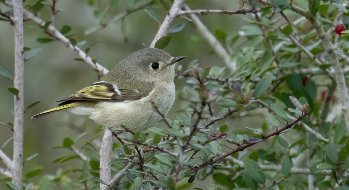 králíček americký - ML532153381