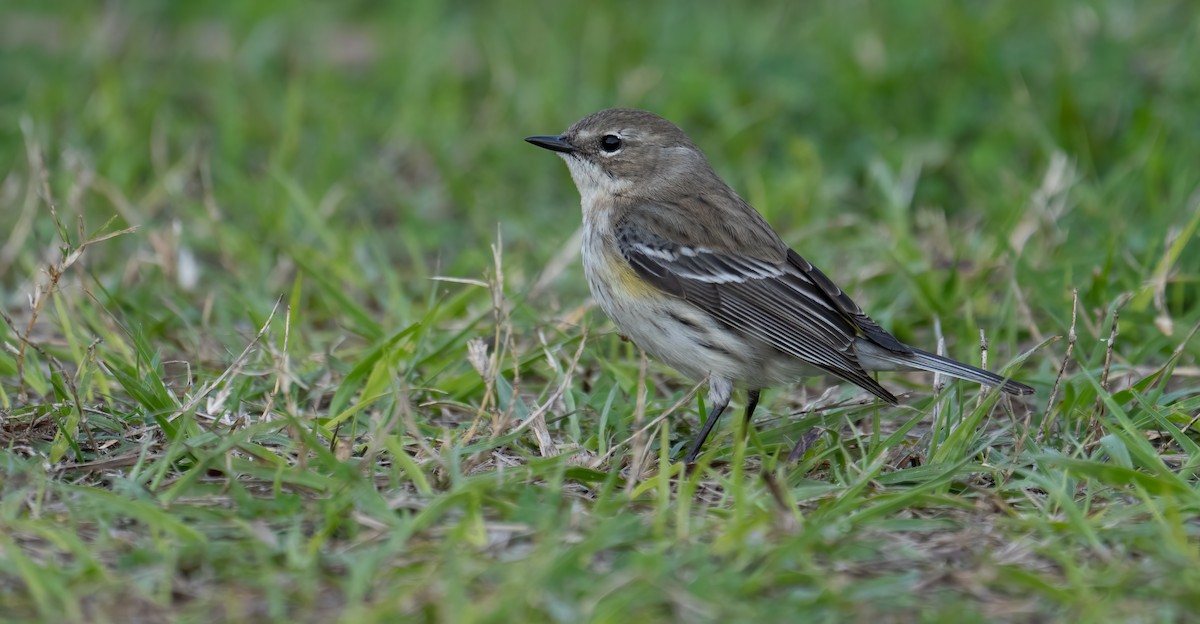 Yellow-rumped Warbler (Myrtle) - Susan Nagi