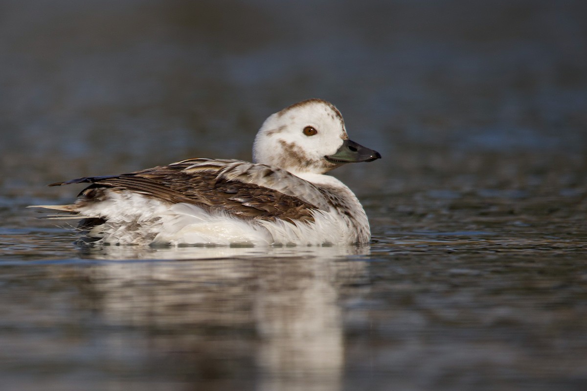 Long-tailed Duck - Braxton Landsman