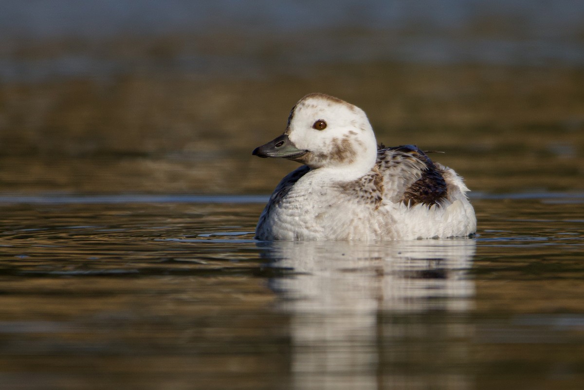 Long-tailed Duck - Braxton Landsman