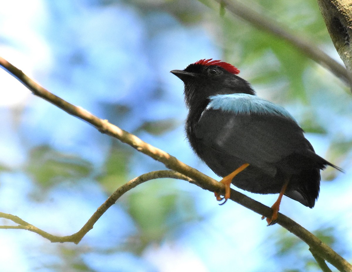 Lance-tailed Manakin - ML532154671