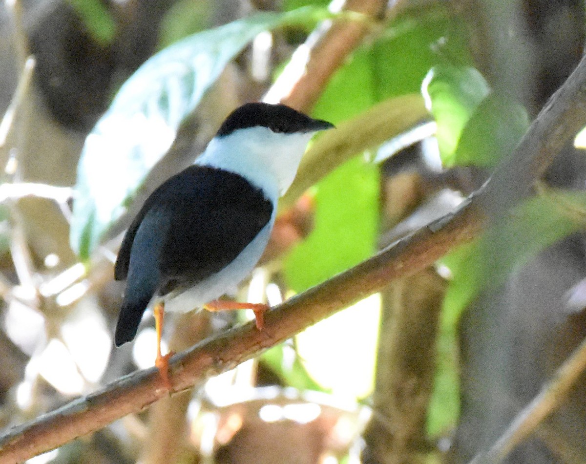 White-bearded Manakin - ML532154731