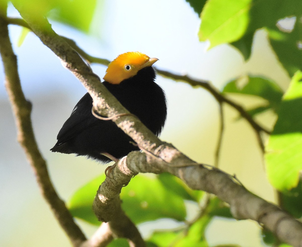 Golden-headed Manakin - ML532154791