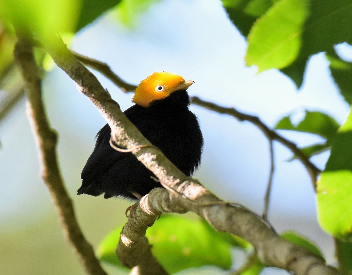 Golden-headed Manakin - ML532154811