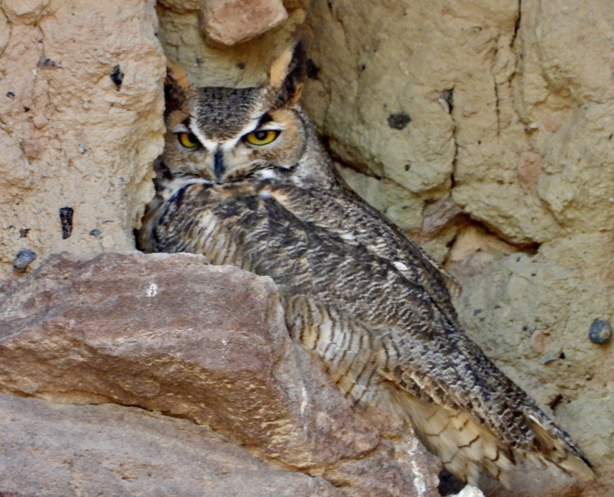 Great Horned Owl - ML532155351