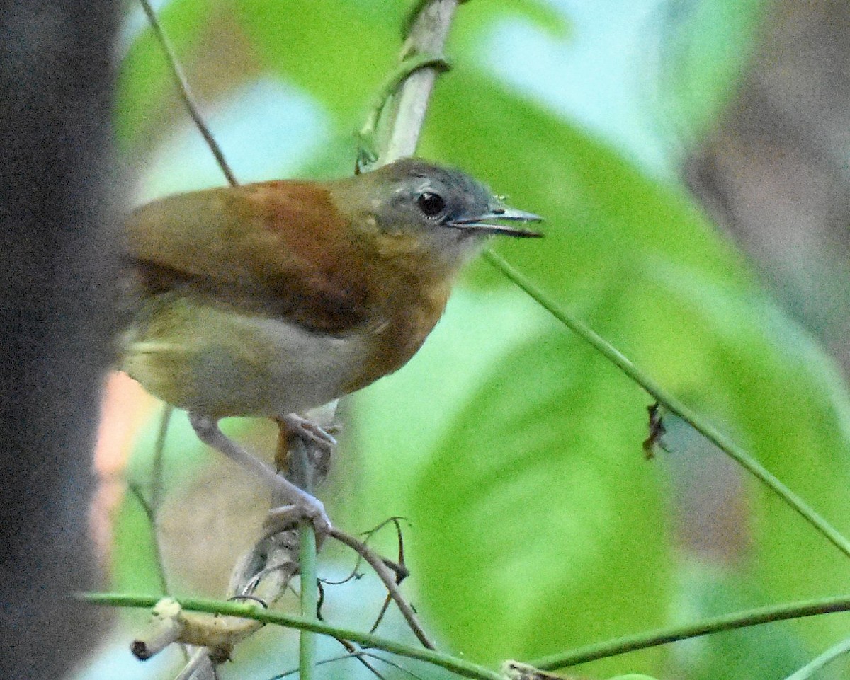 White-bellied Antbird - ML532155571