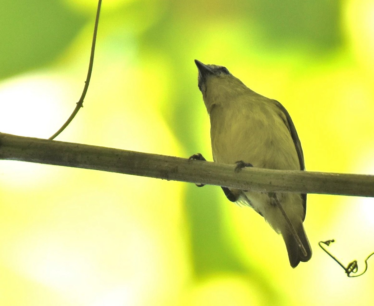 Brown-capped Tyrannulet - ML532155941